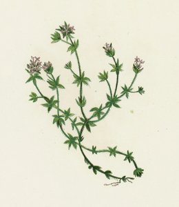 Gaillet des champs, Sherardia Arvensis - English School